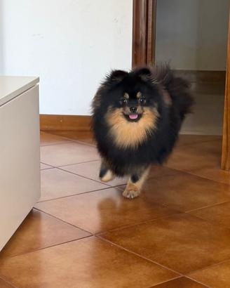 Volpino di Pomerania maschio per accoppiamento