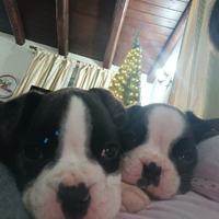 Disponibili cucciole di Boxer