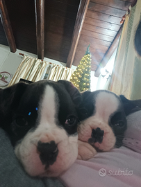 Disponibili cucciole di Boxer