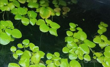 Starter pack acquario pesci + piante + neocaridine