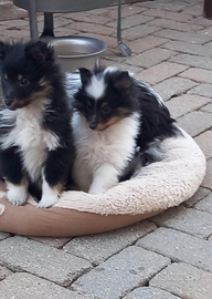 Pastore shetland il piccolo lassie in miniatura