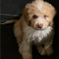 Lagotto