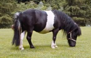 C. e. r. c. o. pony maschio o femmina bianco e ner