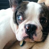 Bulldog francese