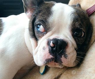 Bulldog francese
