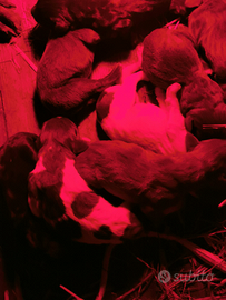 Cuccioli di bracco tedesco