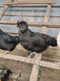 Galline ornamentali