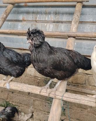 Galline ornamentali