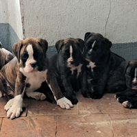 Boxer cuccioli