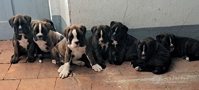 Boxer cuccioli