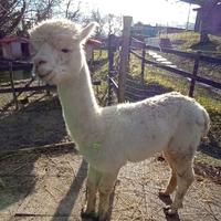 Alpaca Huacaya maschio