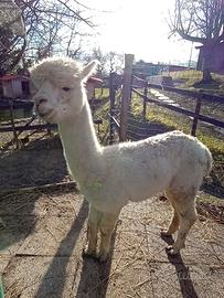 Alpaca Huacaya maschio