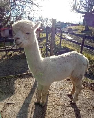 Alpaca Huacaya maschio
