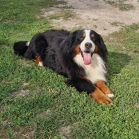 Bovaro del bernese