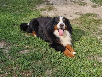 Bovaro del bernese