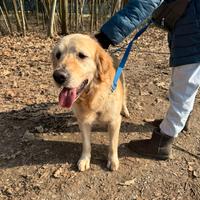 Casper, un Golden Retriever bello da impazzire