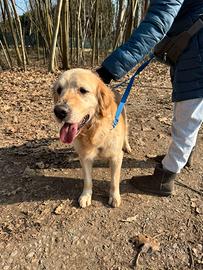 Casper, un Golden Retriever bello da impazzire