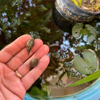 Lumache laghetto, mini pond, lymnaea stagnalis