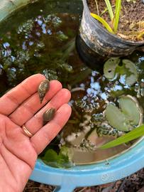 Lumache laghetto, mini pond, lymnaea stagnalis