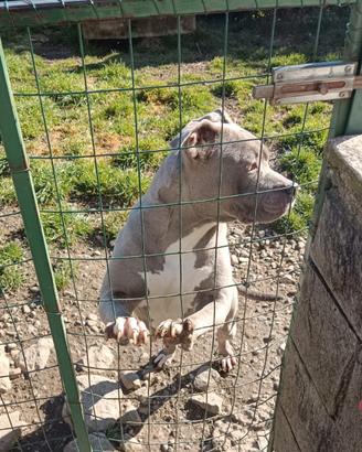 Amstaff American Staffordshire Terrier adozione