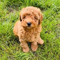 Cuccioli di barboncini toy maschietti femminucce