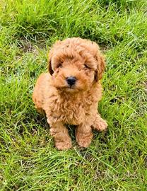 Cuccioli di barboncini toy maschietti femminucce