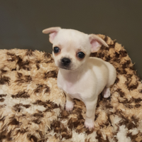 Cuccioli di chihuahua