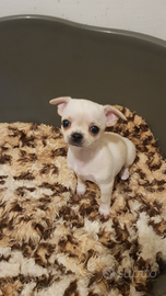 Cuccioli di chihuahua