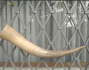 antico corno collezione 65-70 cm seguendo curve