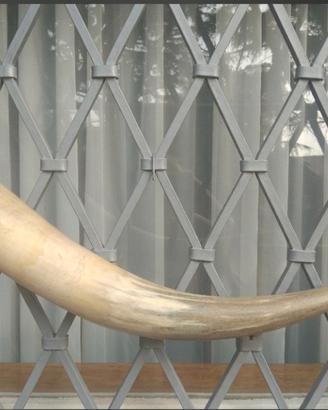 antico corno collezione 65-70 cm seguendo curve
