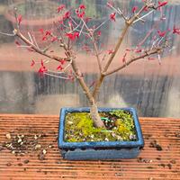 Bonsai Acero Deshojo 