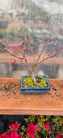 Bonsai Acero Deshojo 