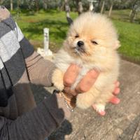 Spitz di Pomerania mini toy