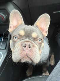 Accoppiamento vorrebbe fidanzatina