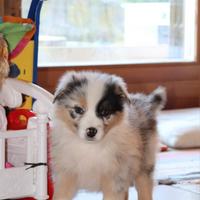 Cuccioli di Australian Shepherd Dog