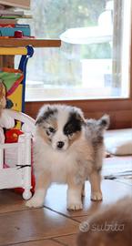 Cuccioli di Australian Shepherd Dog