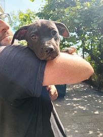 Cucciola American Pit bull terrier black nose