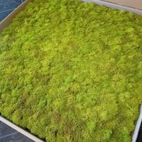 licheni decorativi 75*75