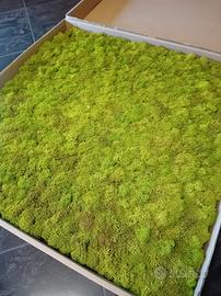 licheni decorativi 75*75