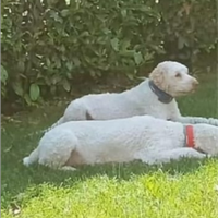 Lagotto romagnolo