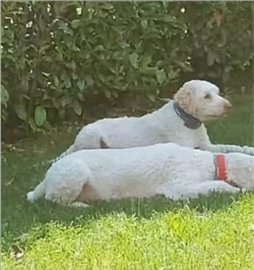 Lagotto romagnolo