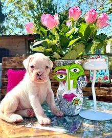 Cuccioli di Boxer Bianchi