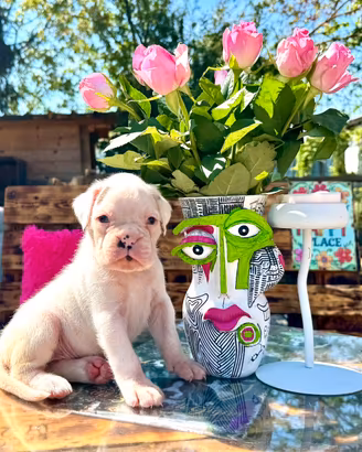 Cuccioli di Boxer Bianchi