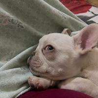 Bulldog francese