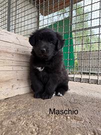 Cuccioli di Pastore della Lessinia e Lagorai