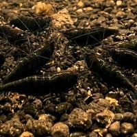 Neocaridine Black Sakura