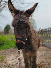Asina Asinella piccola per tutti