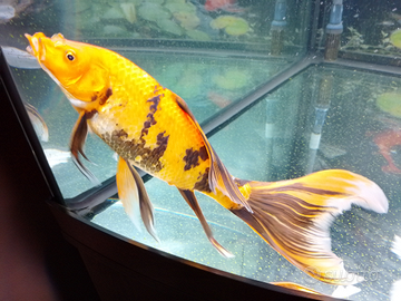 Butterfly Koi 35 cm giapponese