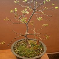 Quercia pre bonsai