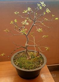 Quercia pre bonsai